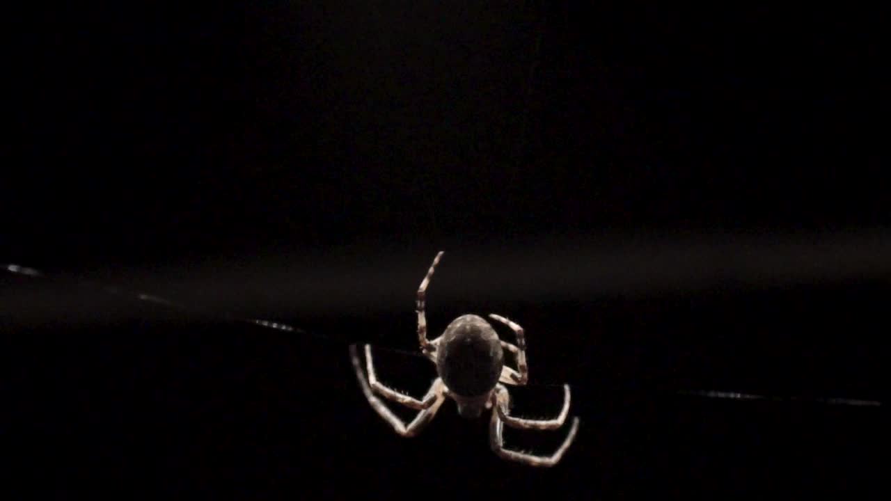 在阴影中，一只腹部很大的蜘蛛在倒立爬行时向左侧移动。视频素材