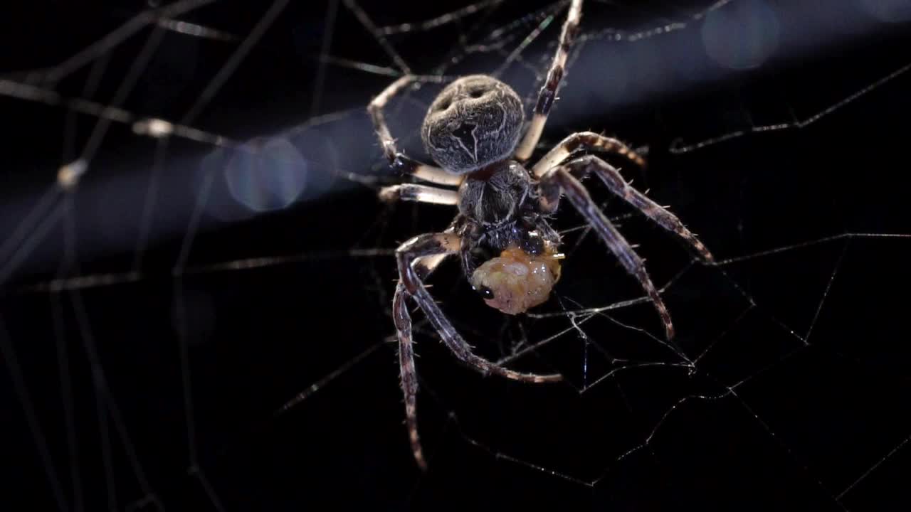 一只腹部很大的蜘蛛站在网里，用它的触角按住被网住的小昆虫，然后吃掉它。视频素材