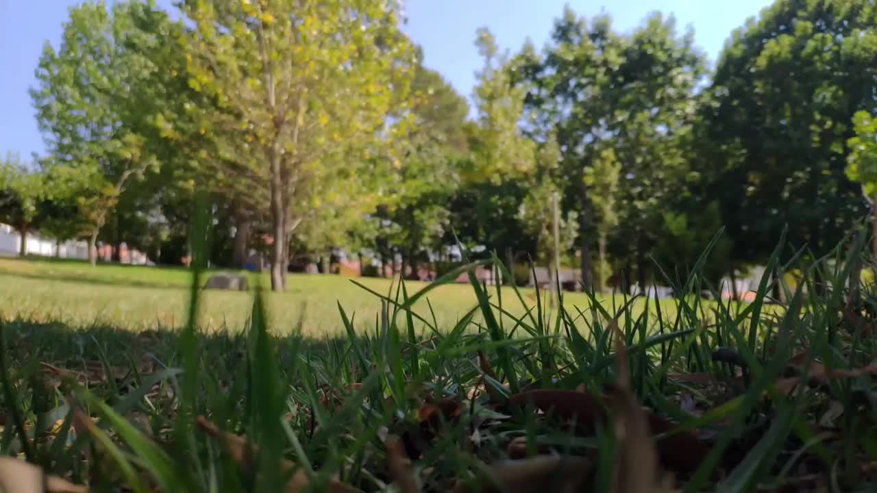 乡村的草地特写，背景中的树木失去焦点，风在一个阳光明媚的夏日下午移动它闪烁的叶子，全景阻挡拍摄。西班牙加利西亚的诺沃港视频素材