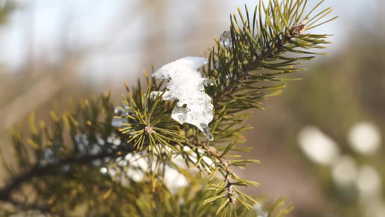 松枝上覆盖着雪视频素材