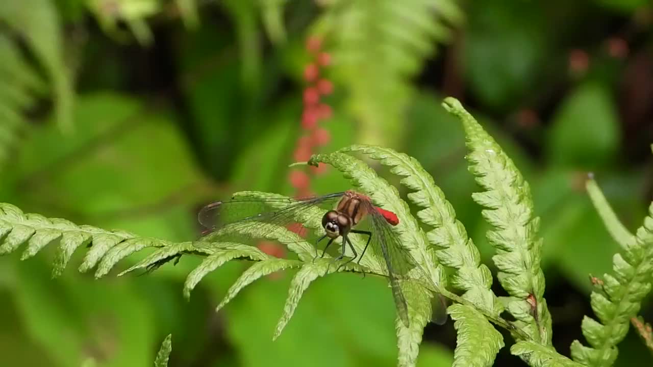 红蜻蜓日本视频下载