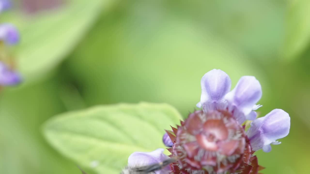 爱沙尼亚，大蜜蜂在花上的俯视图视频素材