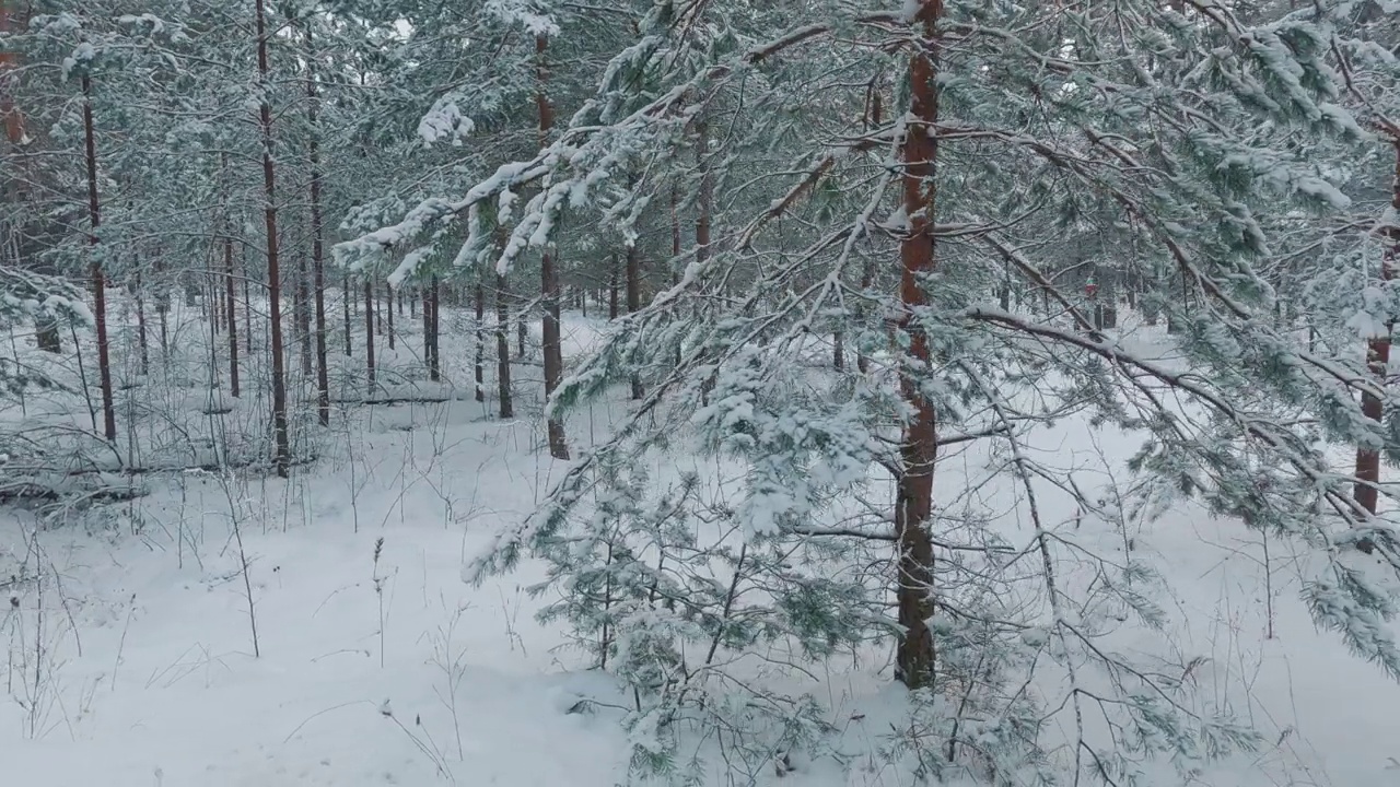 雪覆盖的树木和雪林，在一个黑暗，多云，冬天的一天视频素材