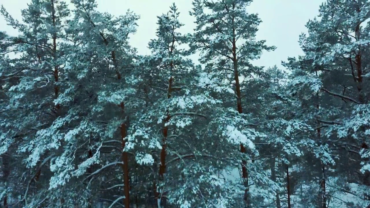 鸟瞰雪覆盖的树木和雪林，在一个黑暗，多云，冬天的一天。茂密的常绿云杉林覆盖着白雪。戏剧成分视频素材