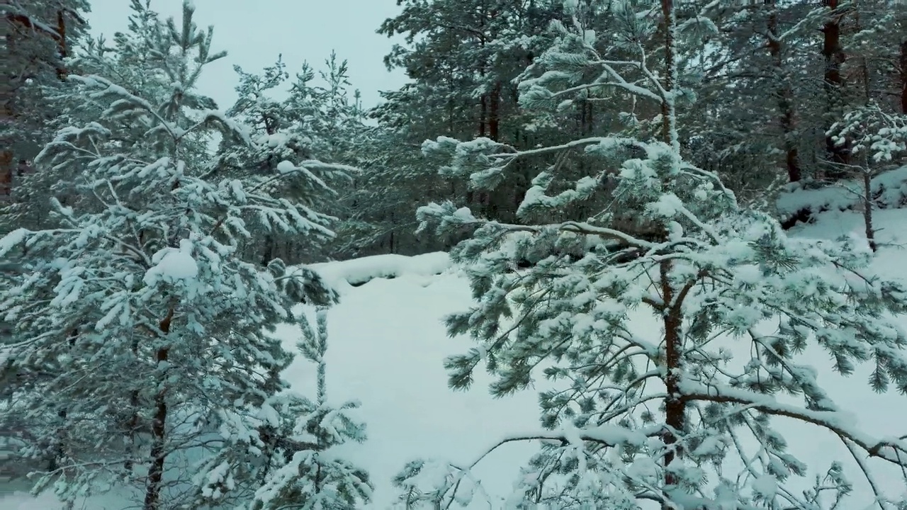 鸟瞰雪覆盖的树木和雪林，在一个黑暗，多云，冬天的一天。茂密的常绿云杉林覆盖着白雪。戏剧成分视频素材