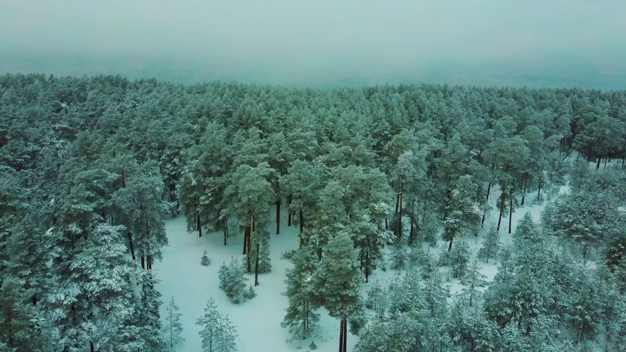 鸟瞰雪覆盖的树木和雪林，在一个黑暗，多云，冬天的一天。茂密的常绿云杉林覆盖着白雪。戏剧成分视频素材