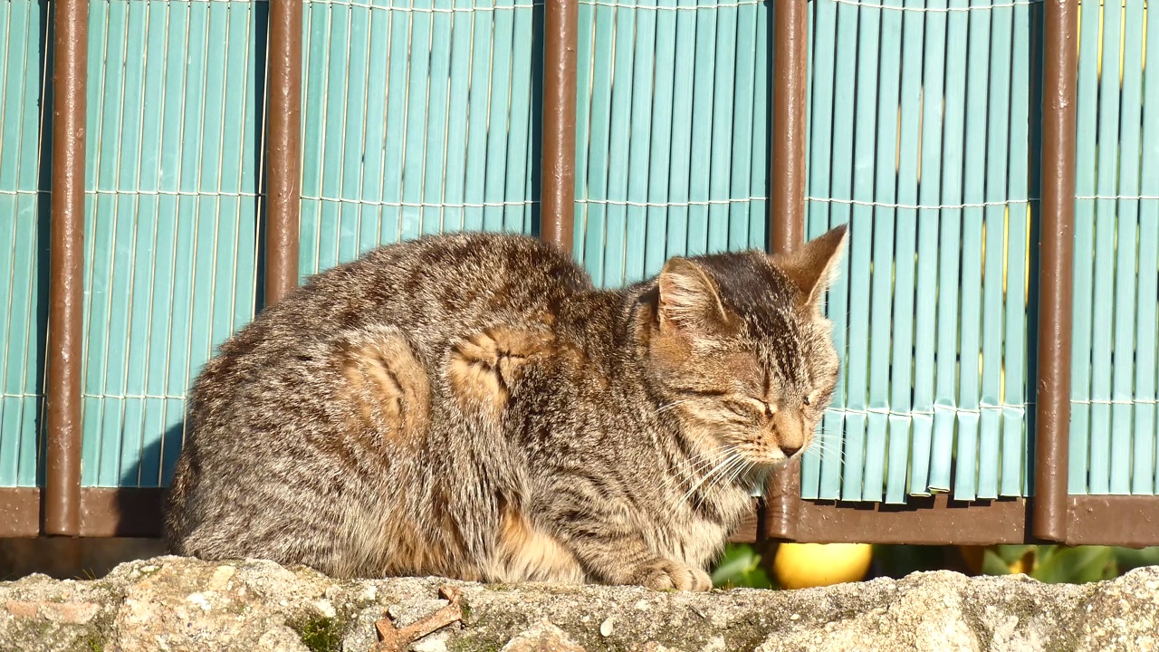 小流浪猫在墙上休息，晒日光浴视频素材