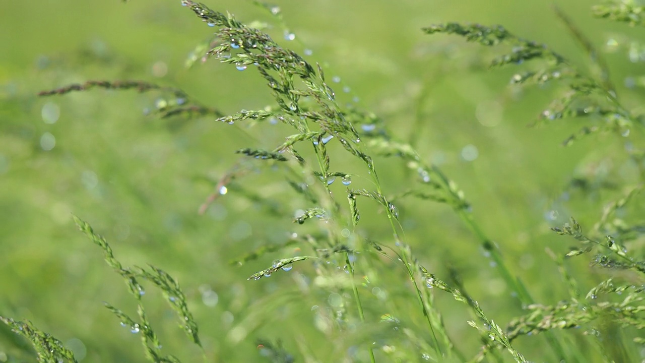 夏日阳光明媚的草地上，绿草和水珠在风中摇曳视频素材