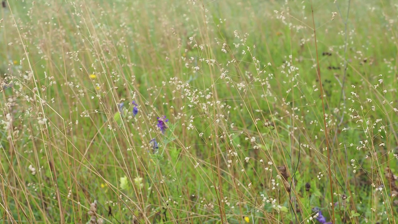 夏季草地上的草地花序特写，小布里沙在风中吹动视频素材