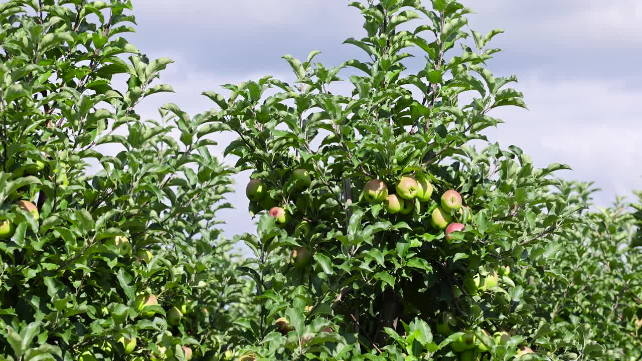 苹果园，成熟的青苹果和红苹果都能收获视频素材