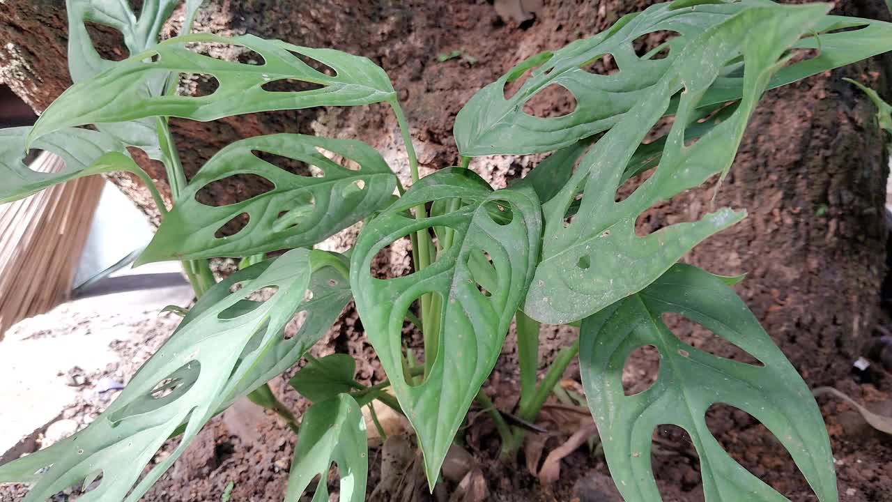 瑞士芝士植物视频素材