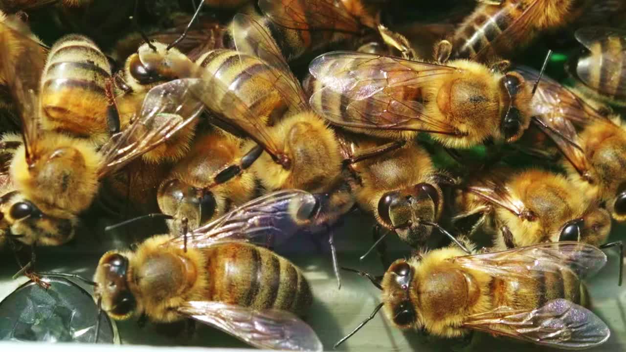 近距离慢动作拍摄蜜蜂进入蜂箱。视频素材