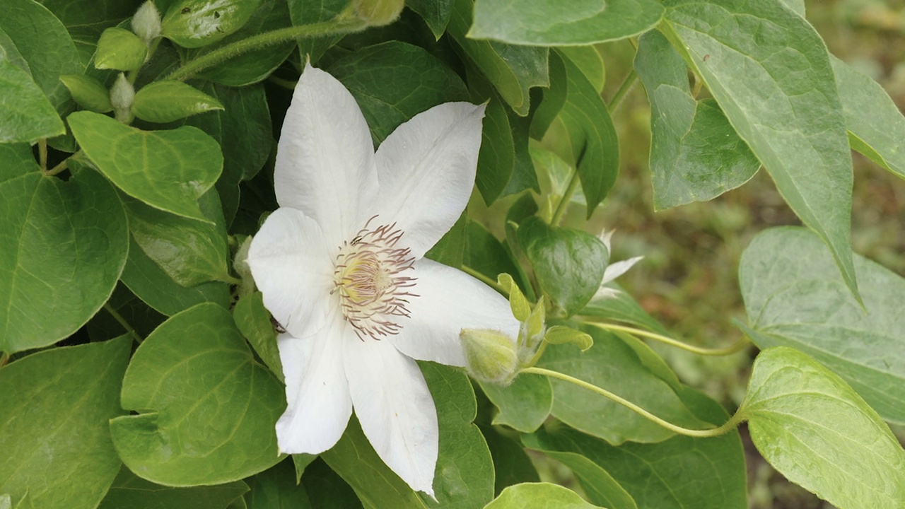 爱沙尼亚花园里有只小苍蝇的白花视频素材