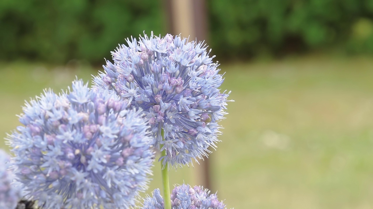 两朵紫色的花在花园里与小蜜蜂在爱沙尼亚视频素材