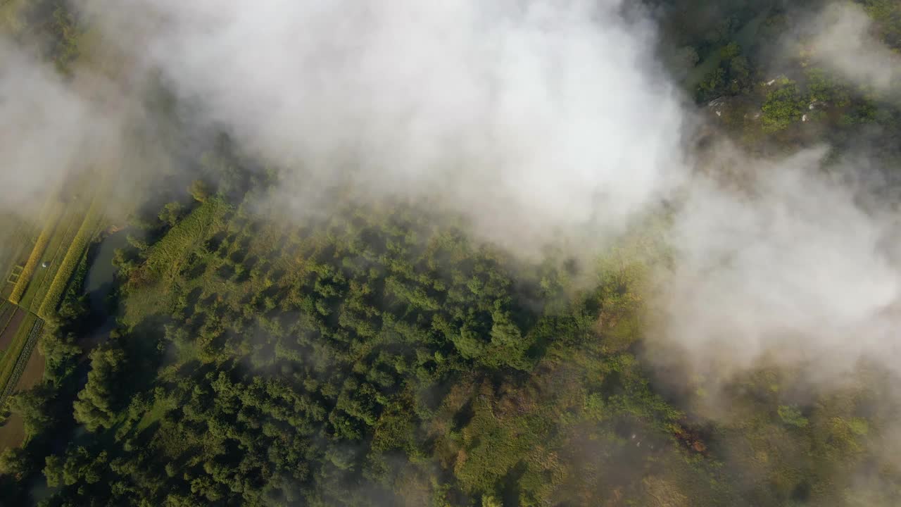 鸟瞰图，晨雾笼罩着绿色的森林景观。高湿度导致空气在陆地上凝结成雾视频素材