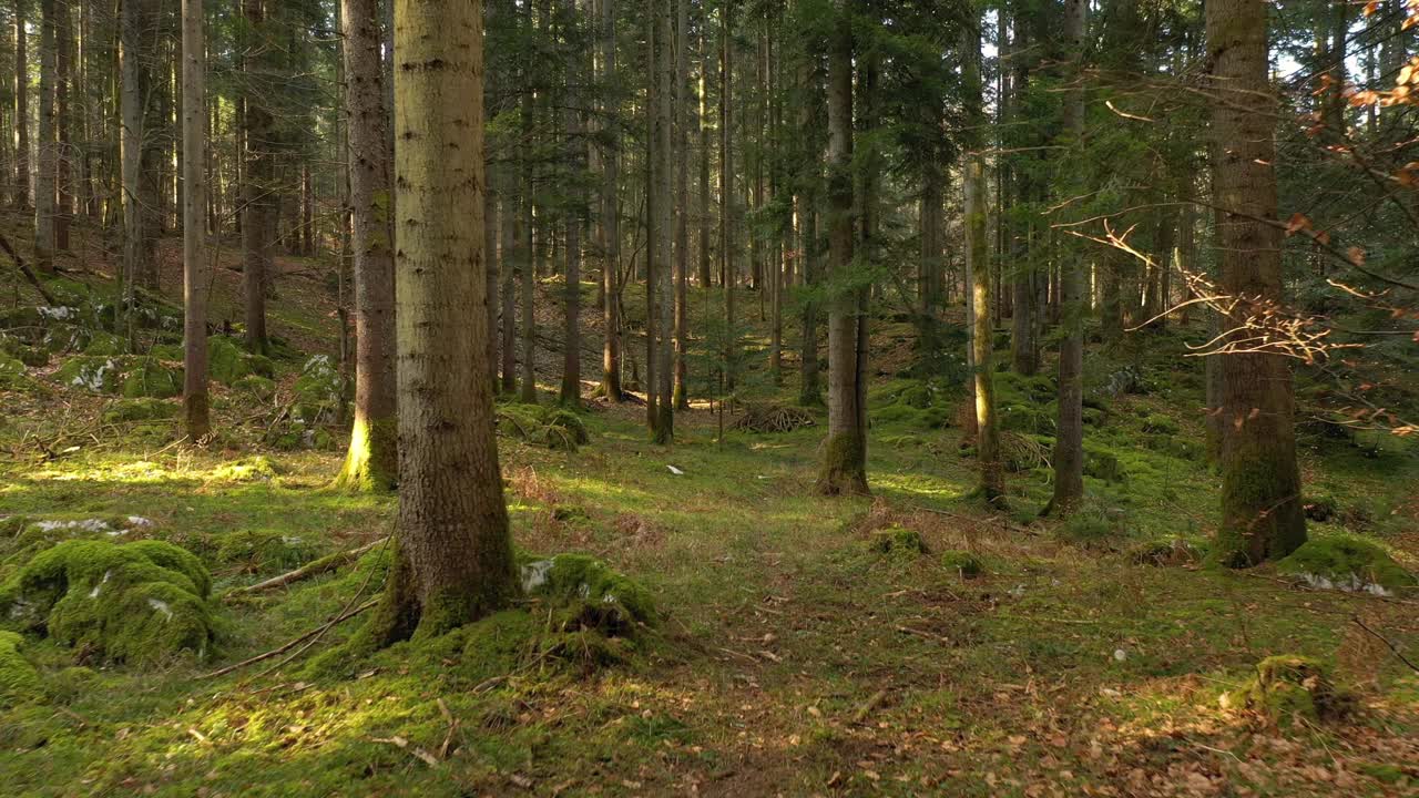 在可爱的阳光明媚的绿色明亮的林地景观视频素材