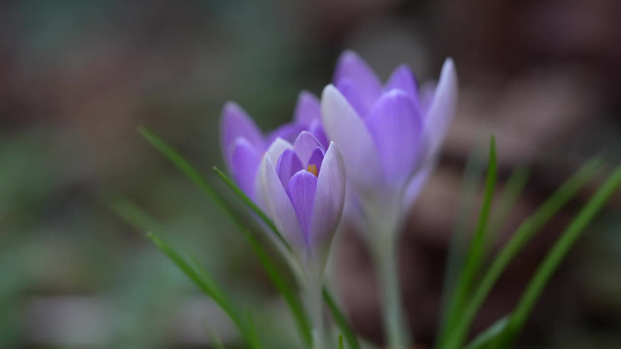 番红花特写视频素材