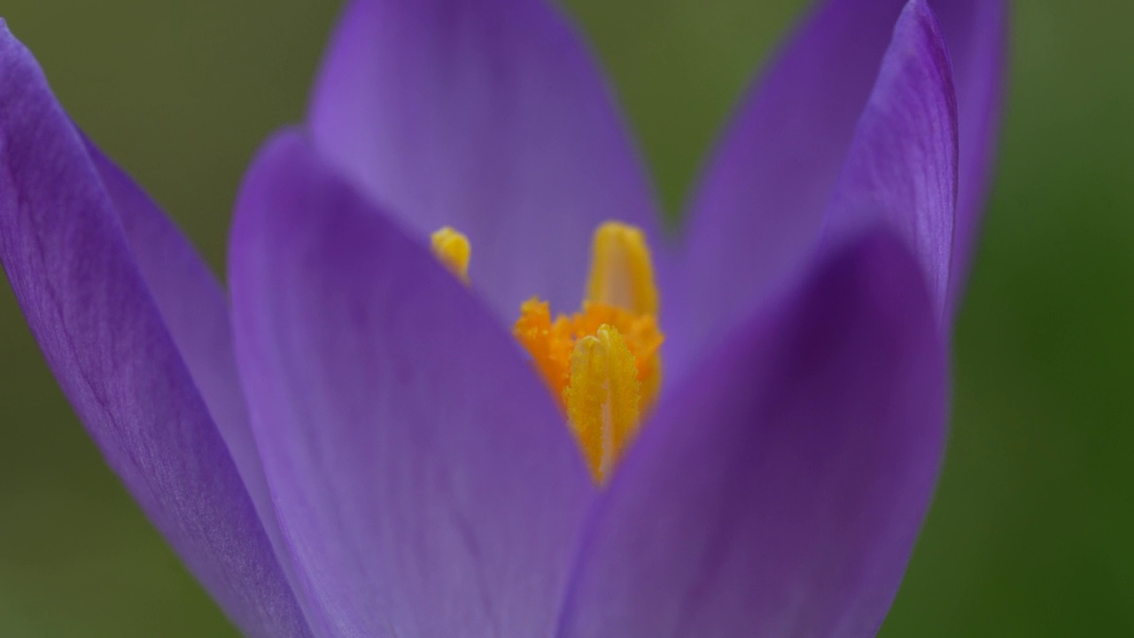 番红花特写视频素材