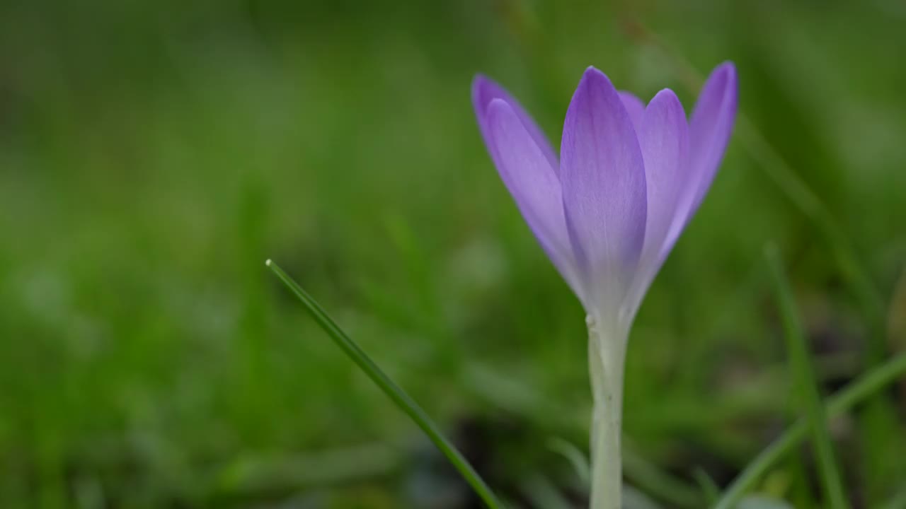 番红花特写视频素材