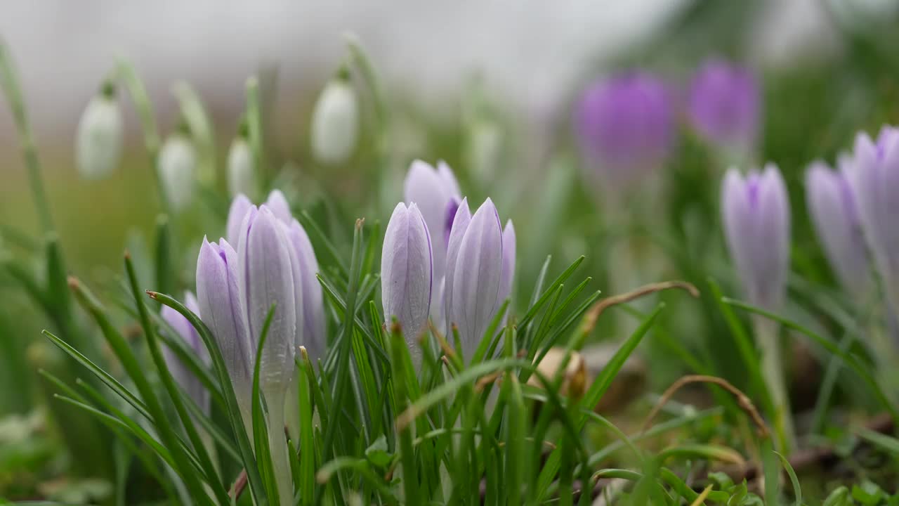 番红花特写视频素材