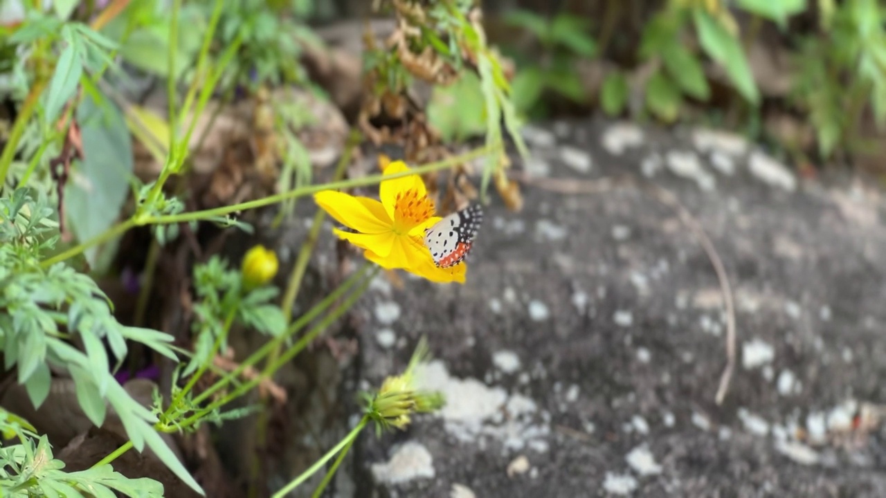 蝴蝶坐在黄花上特写视频素材