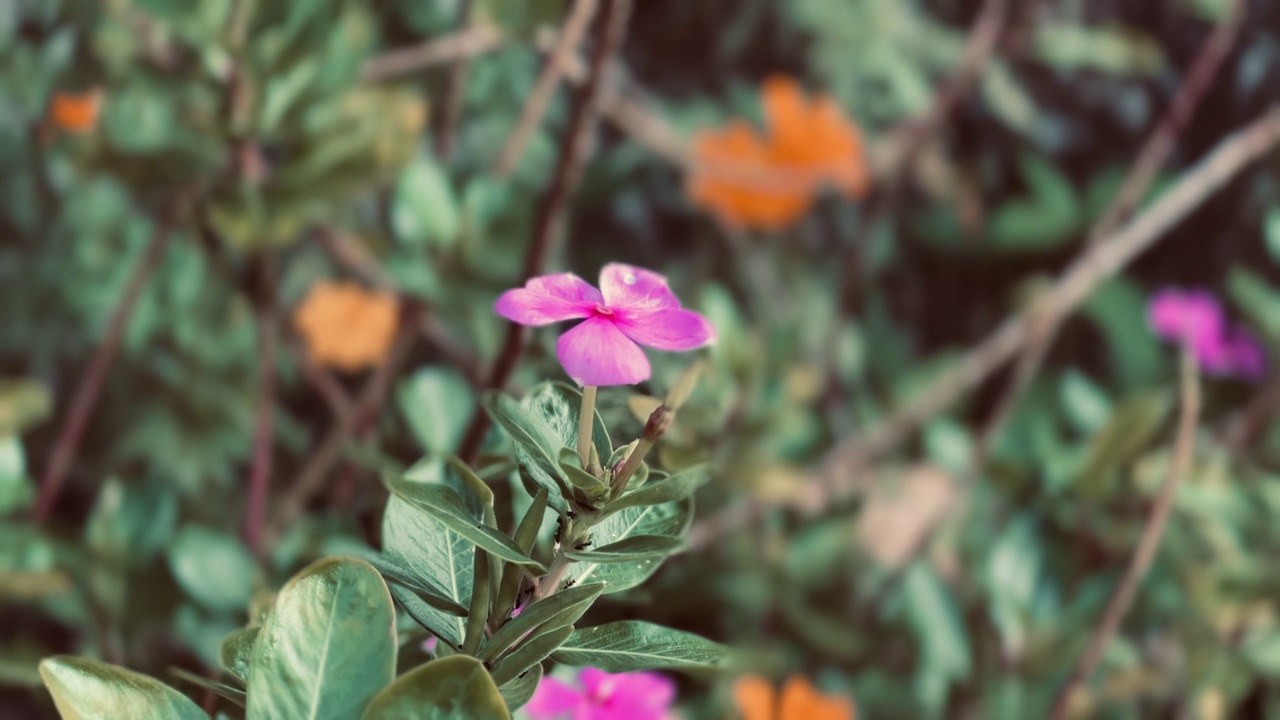 紫色小花特写视频素材