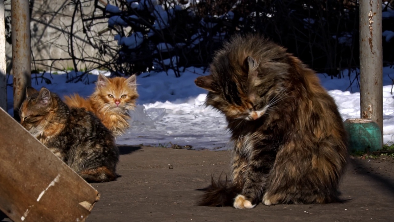 无家可归的猫坐在街上晒太阳视频素材