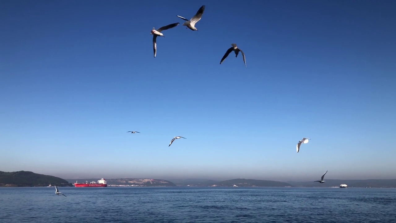 海鸥在海面上飞翔视频素材