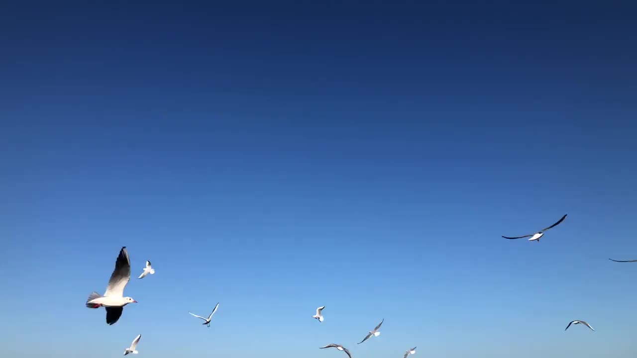 海鸥在海面上飞翔视频素材