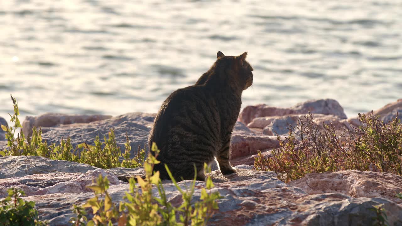 石海海滩上的斑猫视频素材