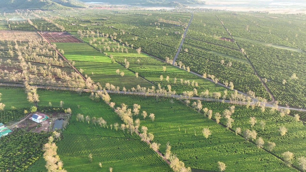 茶山阳光视频素材