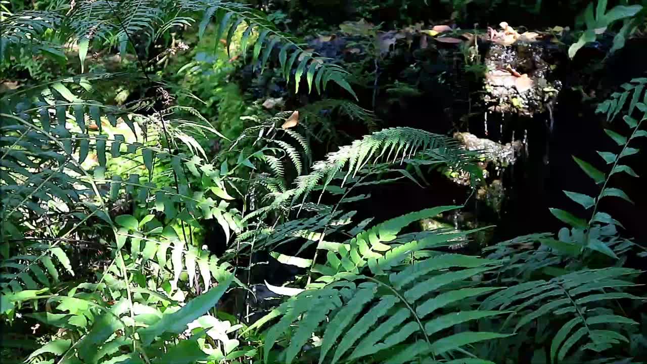 镜头中的绿色蕨类植物在阳光下与瀑布在背景视频素材