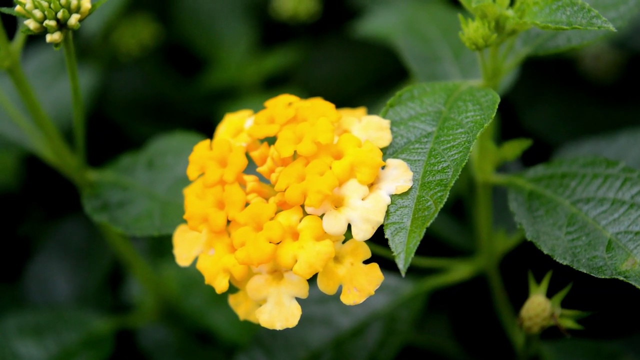 黄色的花视频素材