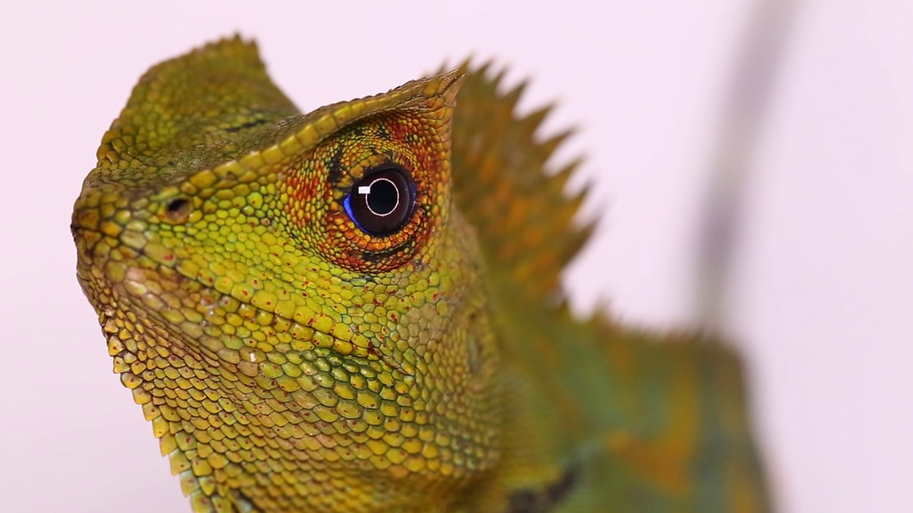 变色龙森林龙Gonocephalus chamaeleontinus白色背景视频素材