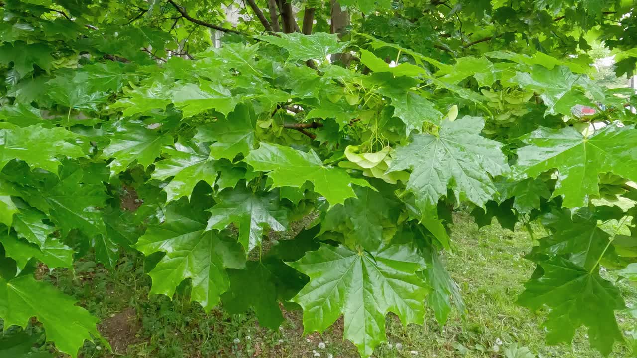 雨中带着未成熟的带翅种子的枫树枝视频素材