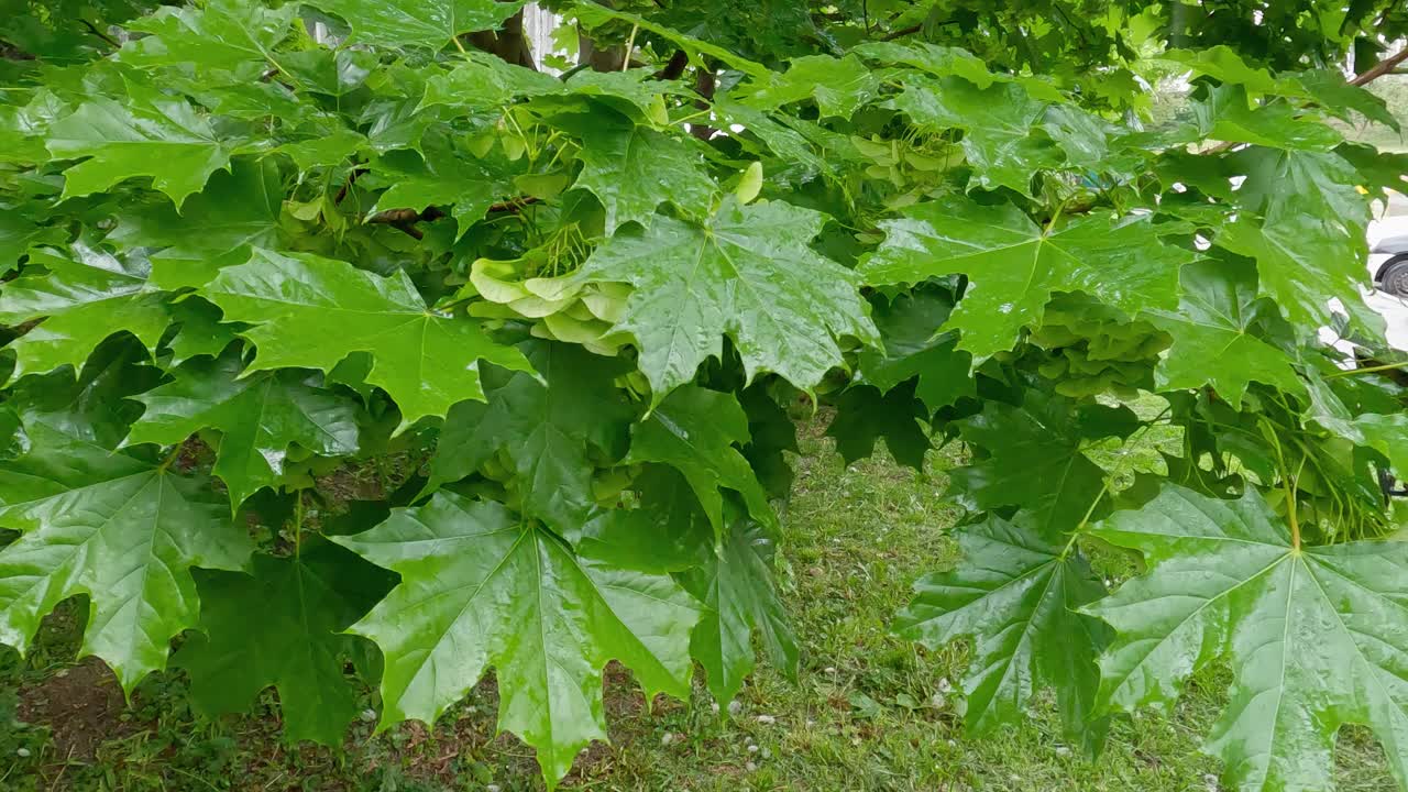 雨中带着未成熟的带翅种子的枫树枝视频素材