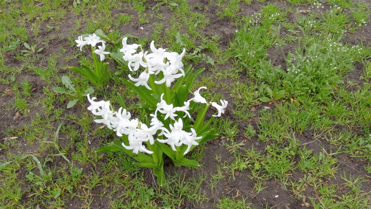 在阴天开白色花的花园风信子丛视频素材