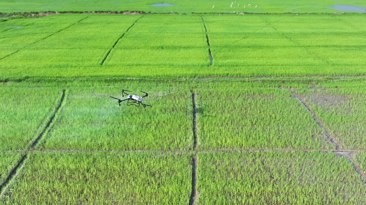 农业无人机在绿地上喷洒视频素材