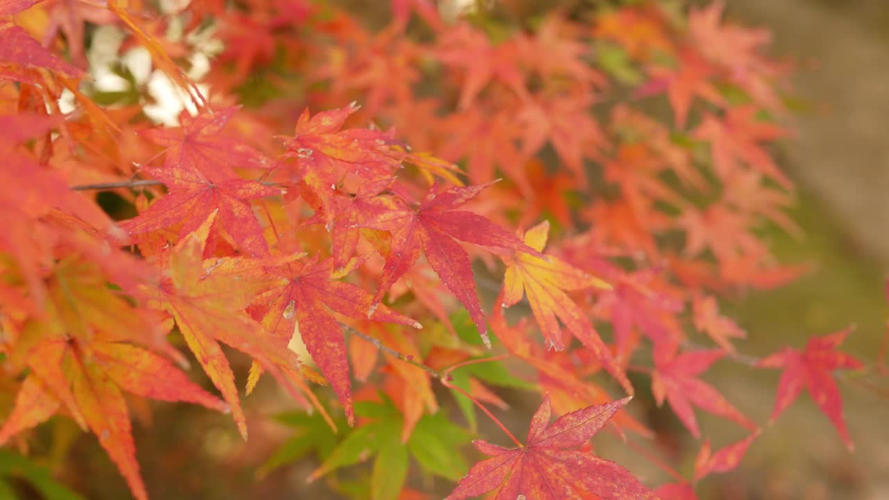 在日本阳光明媚的秋日，明亮的全色红橙色枫叶在蓝天的衬托下在树枝上微微移动。视频素材