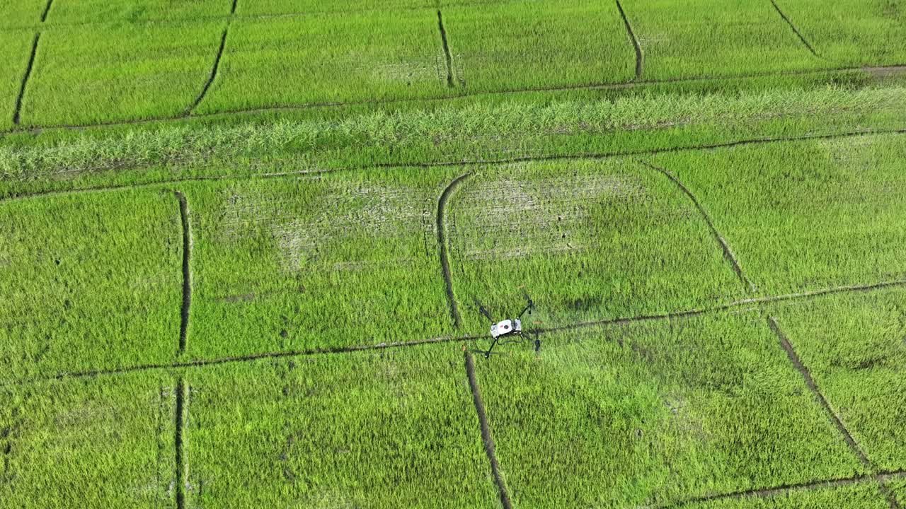 无人机向稻田喷洒化学品。视频素材