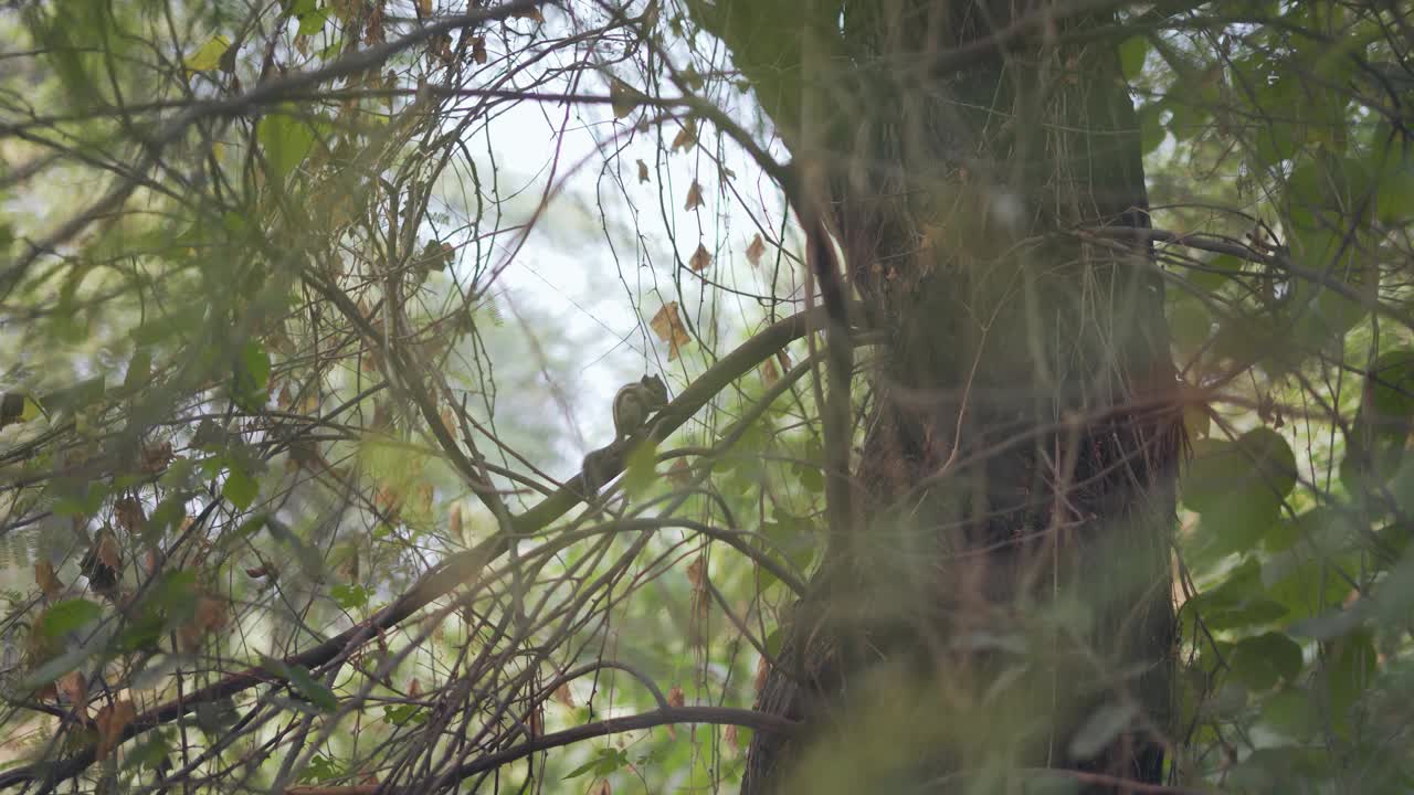 松鼠坐在树枝上吃东西视频素材