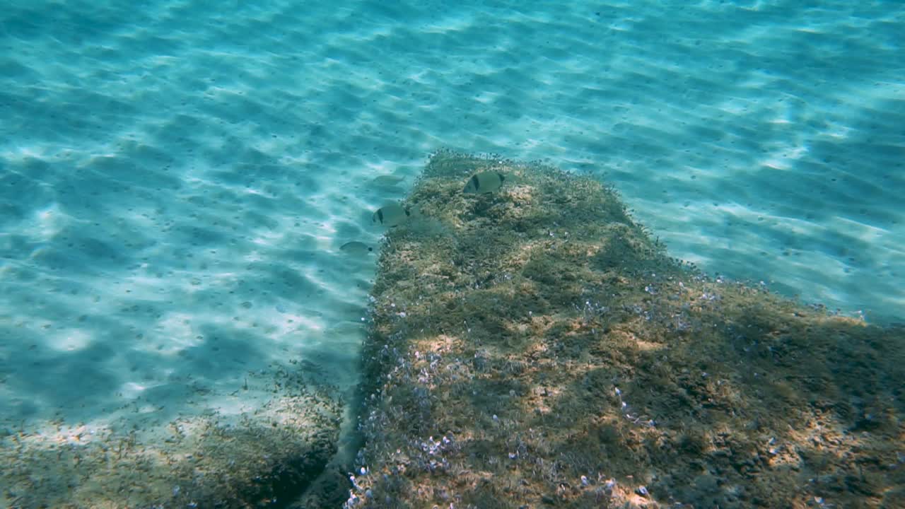 在海里游泳的普通梁龙视频素材