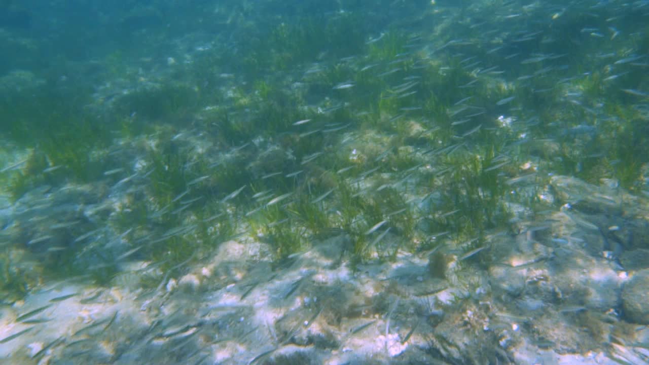 海里的一群鱼视频素材