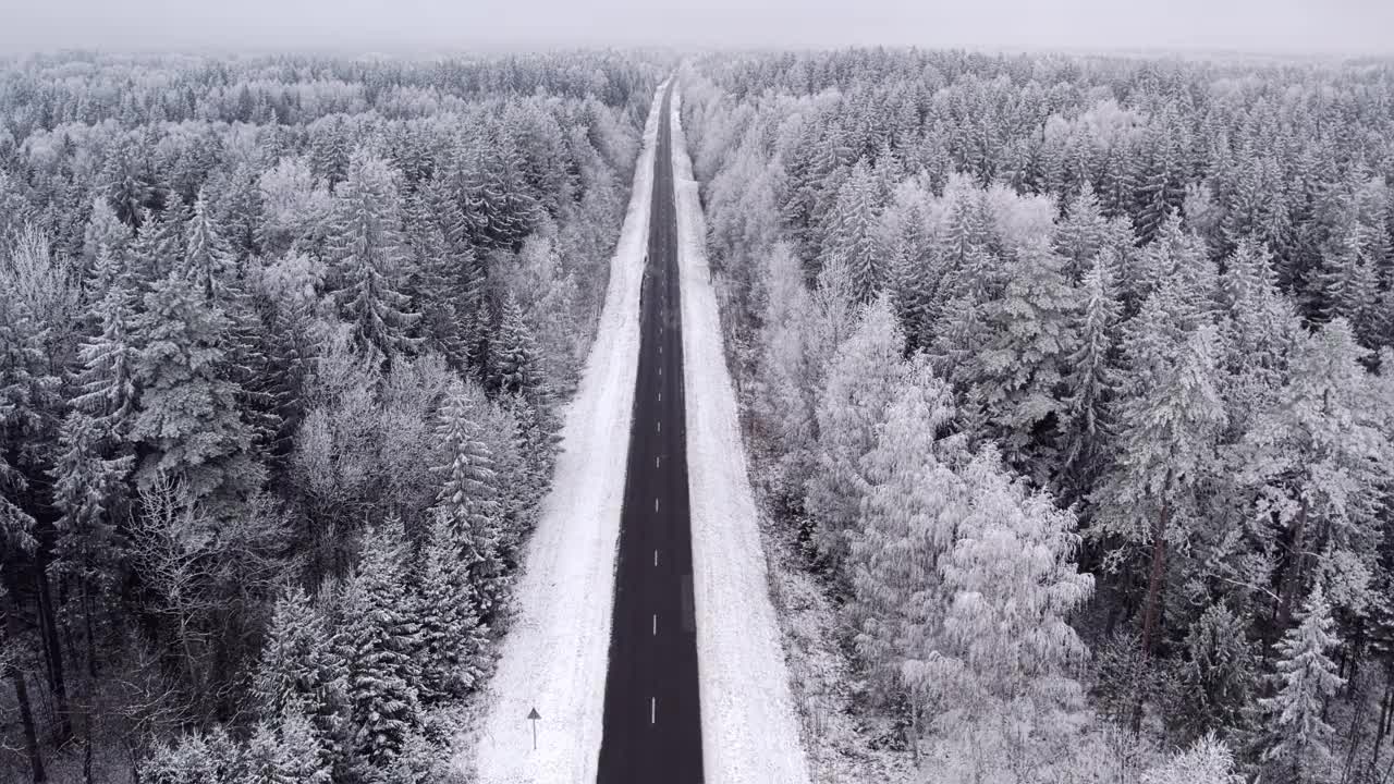 森林里白雪覆盖的树木视频素材