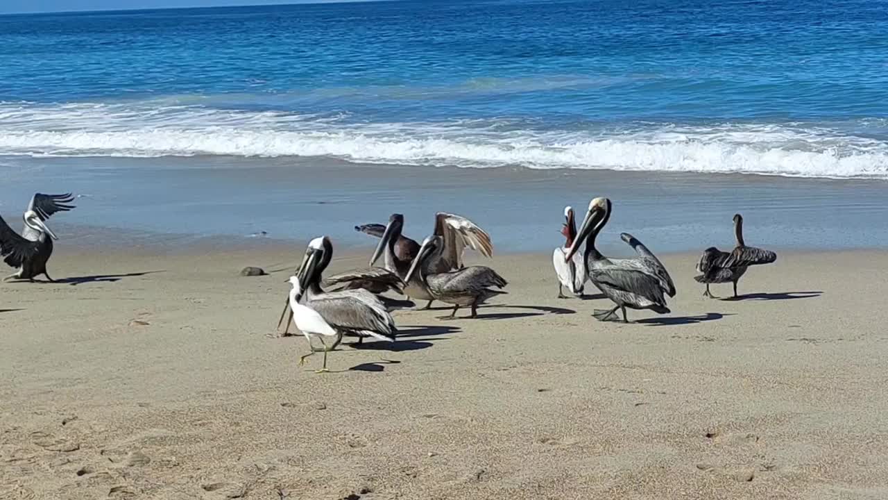 海滩上的鹈鹕鸟视频素材