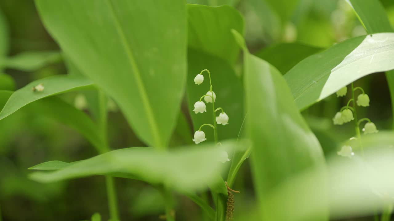 美丽的山谷百合是野生动物的一个元素。铃兰属马贾利。缓慢的运动。视频素材