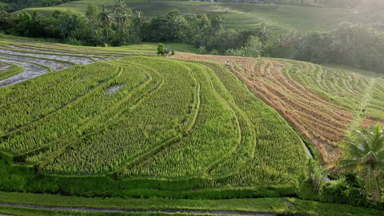 晨光下的绿色梯田鸟瞰图。巴厘岛的乡村。视频素材