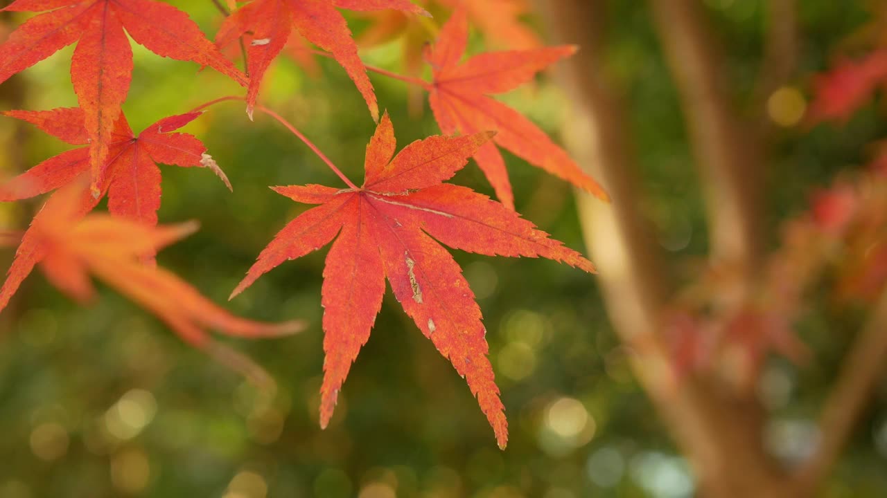 在日本阳光明媚的秋日，明亮的全色红橙色枫叶在蓝天的衬托下在树枝上微微移动。视频素材