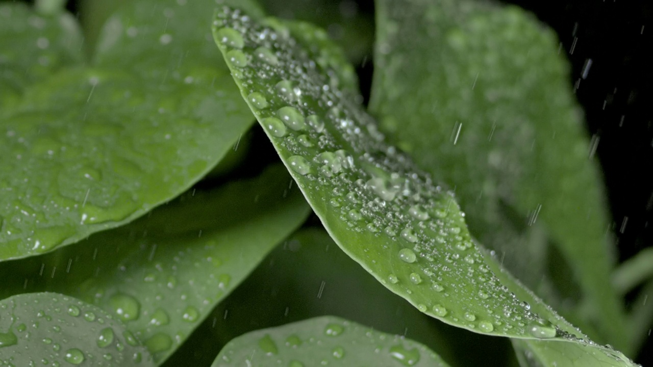 雨水落在树叶上，使它们颤抖，雨点滚下来视频素材