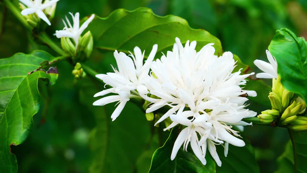 蜜蜂在罗布斯塔咖啡上开花视频素材